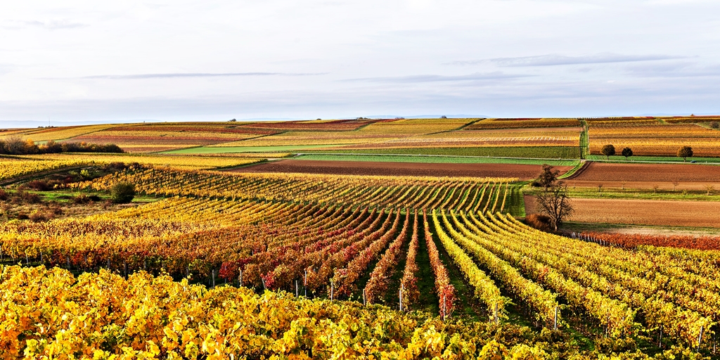 Die Lagen und Böden